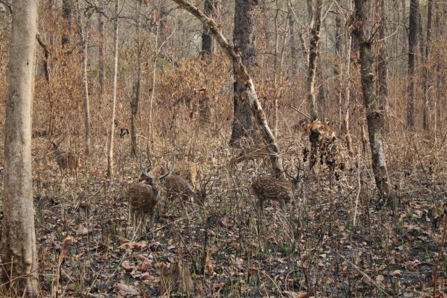 Axishirsche im Chitwan National Park