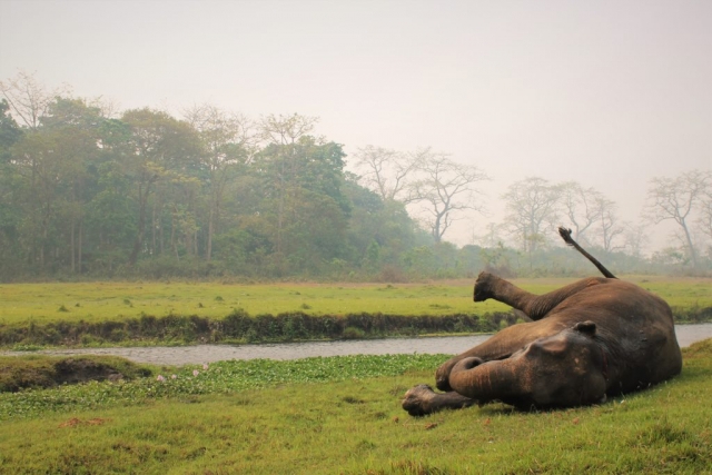 Elefantendame Rupa wälzt sich im Gras
